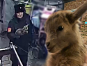 Казак вынес породистого козла из зоопарка и повез к теще: в «уголовке» отказано
