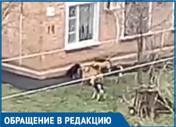Собаки разорвали всех кошек района, на очереди дети: Краснодарцы пожаловались на агрессивных животных Собаки разорвали всех кошек района, на очереди дети: Краснодарцы пожаловались на агрессивных животных