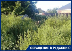 «Хранителей» амброзии не пугают штрафы: краснодарцы пожаловались на заросли «Хранителей» амброзии не пугают штрафы: краснодарцы пожаловались на заросли