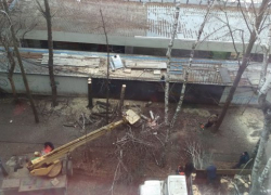 В Краснодаре спилили несколько полувековых берез В Краснодаре спилили несколько полувековых берез