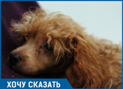 «Собаки - абсолютный источник счастья», - жительница Сочи «Собаки - абсолютный источник счастья», - жительница Сочи