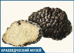 Трюфелями, которые растут в Краснодарском крае, уже не удивишь Трюфелями, которые растут в Краснодарском крае, уже не удивишь