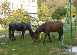 В Сочи беглые лошади обосновались во дворе жилого дома В Сочи беглые лошади обосновались во дворе жилого дома