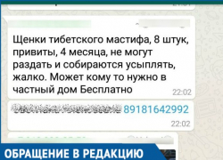 «За день позвонили больше тысячи раз», - Мошенники разместили фейковое объявление о раздаче дорогих щенков на Кубани «За день позвонили больше тысячи раз», - Мошенники разместили фейковое объявление о раздаче дорогих щенков на Кубани