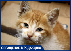 «Грустно видеть разочарованных детей», - краснодарцам мешает приют для котенка, который устроили подростки «Грустно видеть разочарованных детей», - краснодарцам мешает приют для котенка, который устроили подростки