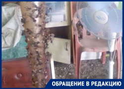 Жители Краснодара винят в нашествии мух местный учхоз Жители Краснодара винят в нашествии мух местный учхоз