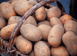 Кубанский картофель продают в семь раз дороже, чем российский Кубанский картофель продают в семь раз дороже, чем российский