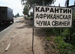 Россельхознадзор раскритиковал кубанских чиновников за работу по ликвидации АЧС Россельхознадзор раскритиковал кубанских чиновников за работу по ликвидации АЧС