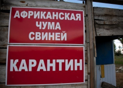 В Краснодарском крае ликвидировали 10 очагов АЧС В Краснодарском крае ликвидировали 10 очагов АЧС