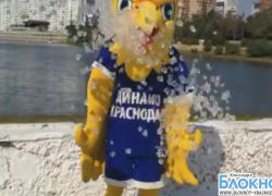 Талисман ВК «Динамо» Краснодар принял вызов Ice Buket Challenge Талисман ВК «Динамо» Краснодар принял вызов Ice Buket Challenge