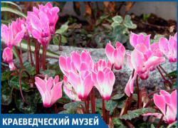 Каким цветам в букете не стоит радоваться на Кубани Каким цветам в букете не стоит радоваться на Кубани