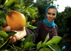 На Кубань привезли сирийские апельсины и мандарины На Кубань привезли сирийские апельсины и мандарины