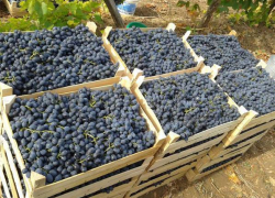 Кубань надеется на увеличение поставок сельхозпродукции из Узбекистана Кубань надеется на увеличение поставок сельхозпродукции из Узбекистана