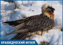 «Понять и простить»: Бородачей осталось очень мало в Краснодарском крае «Понять и простить»: Бородачей осталось очень мало в Краснодарском крае