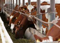 Производство мясной продукции на Кубани выросло на 57 тысяч тонн за пять лет Производство мясной продукции на Кубани выросло на 57 тысяч тонн за пять лет