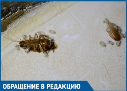 Компании по травле тараканов заподозрили в распространении насекомых в Краснодаре Компании по травле тараканов заподозрили в распространении насекомых в Краснодаре