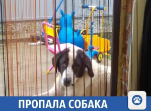 Пропал член семьи в Краснодаре, помогите найти Пропал член семьи в Краснодаре, помогите найти