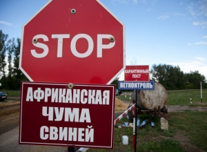 На Кубани ликвидировали все очаги АЧС На Кубани ликвидировали все очаги АЧС