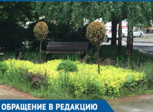 Вместо цветов — сорняки: Жители Краснодара пожаловались на плохое благоустройство Вместо цветов — сорняки: Жители Краснодара пожаловались на плохое благоустройство