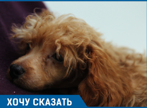 «Собаки - абсолютный источник счастья», - жительница Сочи «Собаки - абсолютный источник счастья», - жительница Сочи