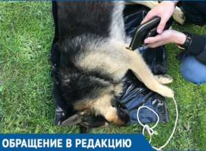Хозяева убили собаку в самом центре Геленджика на глазах у сотен людей Хозяева убили собаку в самом центре Геленджика на глазах у сотен людей