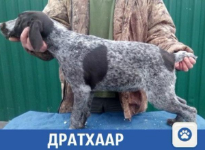 В Краснодаре продается «элитная» собака В Краснодаре продается «элитная» собака