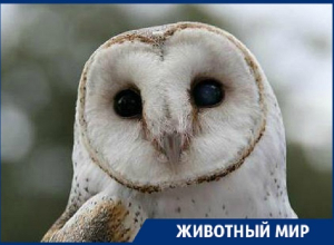 Спасенных в Санкт-Петербурге сипух доставят в Сочи Спасенных в Санкт-Петербурге сипух доставят в Сочи