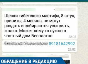 «За день позвонили больше тысячи раз», - Мошенники разместили фейковое объявление о раздаче дорогих щенков на Кубани «За день позвонили больше тысячи раз», - Мошенники разместили фейковое объявление о раздаче дорогих щенков на Кубани