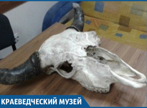 Череп крупного зубра нашли в Сочи Череп крупного зубра нашли в Сочи