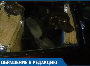 «Помогите ее освободить!»: заключенная собственным хозяином собака довела до слез краснодарцев «Помогите ее освободить!»: заключенная собственным хозяином собака довела до слез краснодарцев