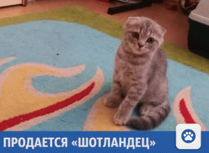 Милый котик ищет новых хозяев в Краснодаре Милый котик ищет новых хозяев в Краснодаре