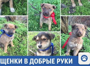 Маленькие друзья человека ищут добрых хозяев на Кубани Маленькие друзья человека ищут добрых хозяев на Кубани