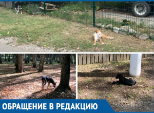 Собаки напали на маму с коляской в парке Краснодара Собаки напали на маму с коляской в парке Краснодара