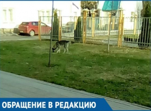 Избавьте нас от этой собаки: Жительница Краснодара пожаловалась на страшного бездомного пса Избавьте нас от этой собаки: Жительница Краснодара пожаловалась на страшного бездомного пса