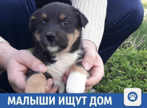 Малыши ищут дом в Краснодарском крае Малыши ищут дом в Краснодарском крае
