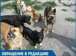 «Бездомные собаки стаями бегают около детсадов и школ!» - жительница Краснодара «Бездомные собаки стаями бегают около детсадов и школ!» - жительница Краснодара