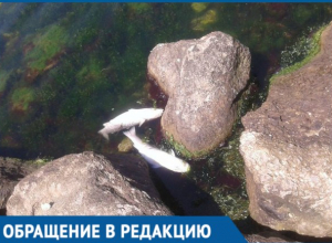 Жителей Тамани встревожила массовая гибель рыбы Жителей Тамани встревожила массовая гибель рыбы