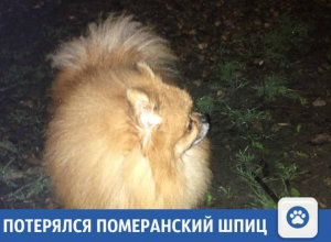 В Краснодаре потерялся Померанский шпиц В Краснодаре потерялся Померанский шпиц