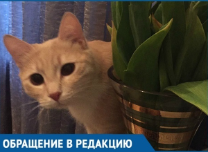 Спецслужбы Кубани отказали сочинке в спасении кота Спецслужбы Кубани отказали сочинке в спасении кота