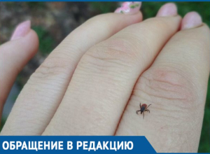 Женщина поймала клеща в Ботаническом саду Краснодара Женщина поймала клеща в Ботаническом саду Краснодара
