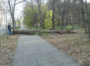 В Чистяковской роще Краснодара на тротуар упало дерево В Чистяковской роще Краснодара на тротуар упало дерево