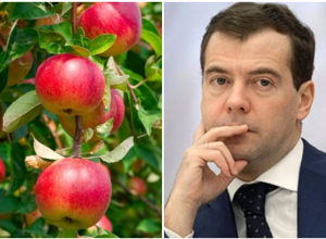 «Кузен» Дмитрия Медведева купил агрофирму в Краснодаре «Кузен» Дмитрия Медведева купил агрофирму в Краснодаре