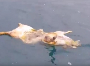 В Сочи отдыхающие возмутились, увидев плавающую в море свинью со вспоротым брюхом В Сочи отдыхающие возмутились, увидев плавающую в море свинью со вспоротым брюхом