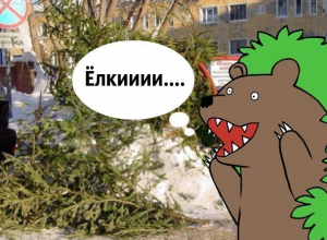 Кому нужны «использованные» елки Краснодара? Кому нужны «использованные» елки Краснодара?