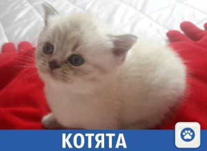 Продаются шотландские котята Продаются шотландские котята