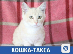 Плюшевый котенок ищет новый дом Плюшевый котенок ищет новый дом