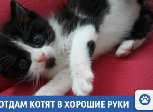 Веселые и активные котята ищут дом в Краснодаре Веселые и активные котята ищут дом в Краснодаре