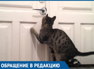 «У него уже нет сил мяукать!» - в Краснодаре владельцы обрекли кота на долгую и мучительную смерть «У него уже нет сил мяукать!» - в Краснодаре владельцы обрекли кота на долгую и мучительную смерть