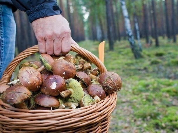 Сочинские спасатели ищут пропавшего 72-летнего грибника Сочинские спасатели ищут пропавшего 72-летнего грибника