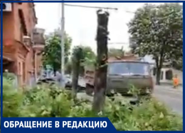 Краснодарцы возмущены обрезкой здоровых, по их мнению, деревьев Краснодарцы возмущены обрезкой здоровых, по их мнению, деревьев